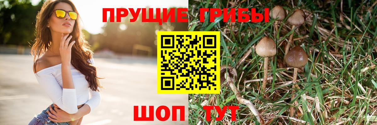 Галлюциногенные грибы Cubensis  Вход с VPN  Кимры  Галлюциногенные грибы Cubensis 